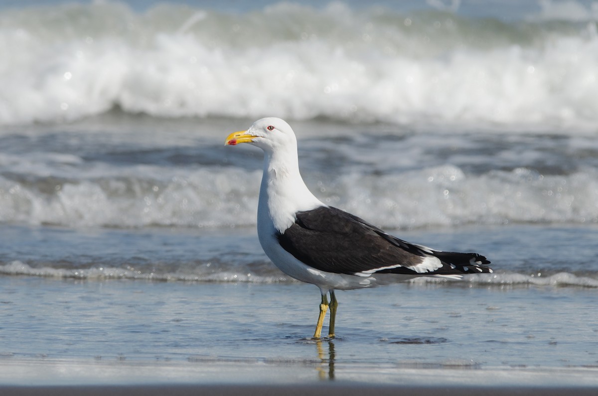 Kelp Gull - ML642654301