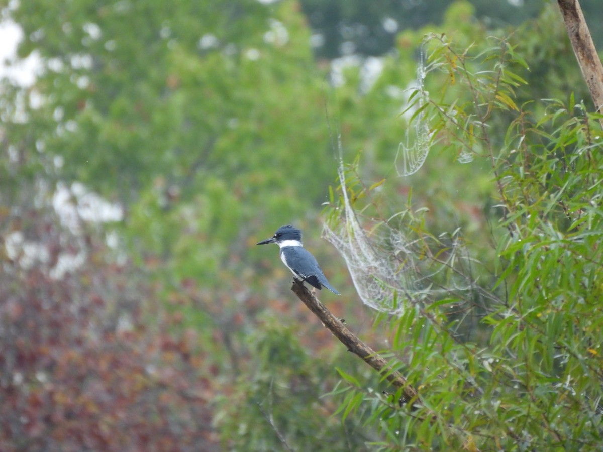 Belted Kingfisher - ML642654304