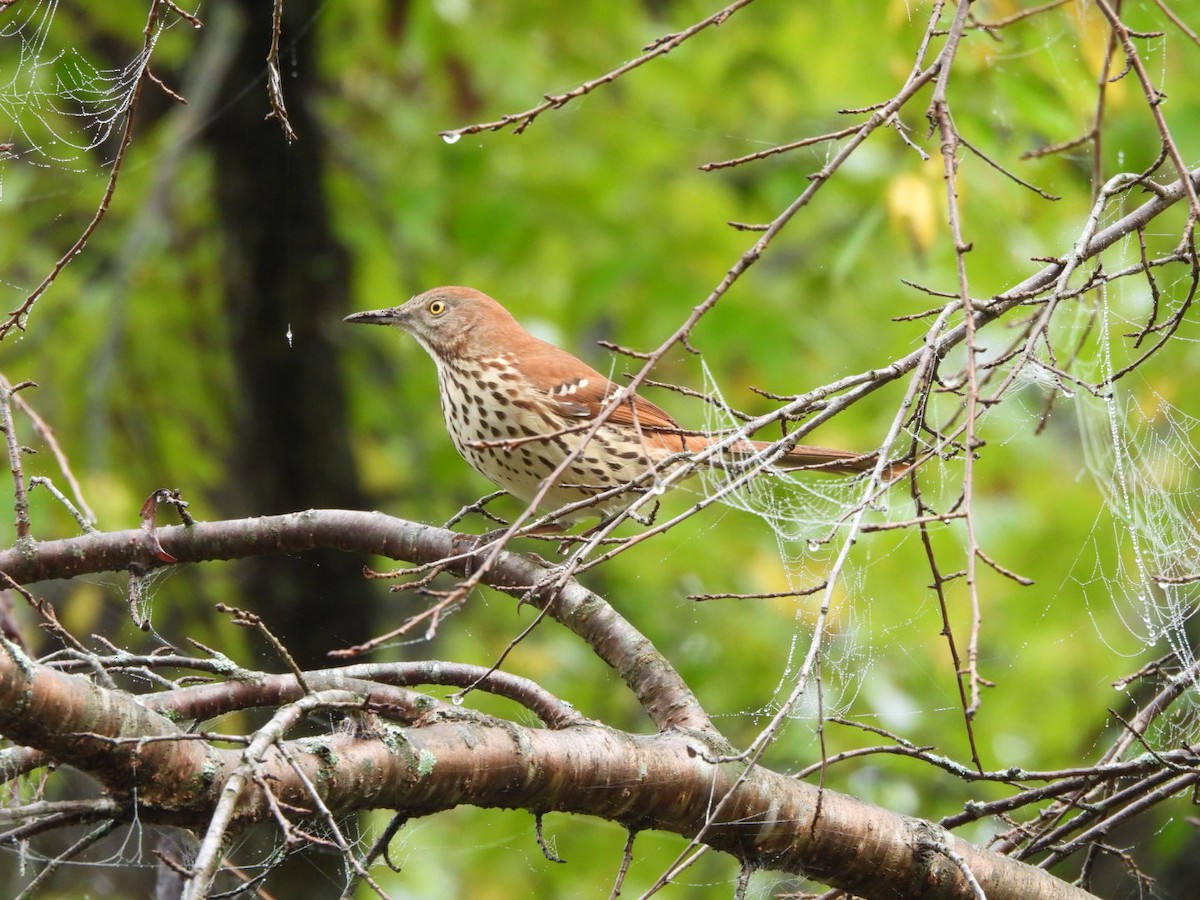 Brown Thrasher - ML642654320