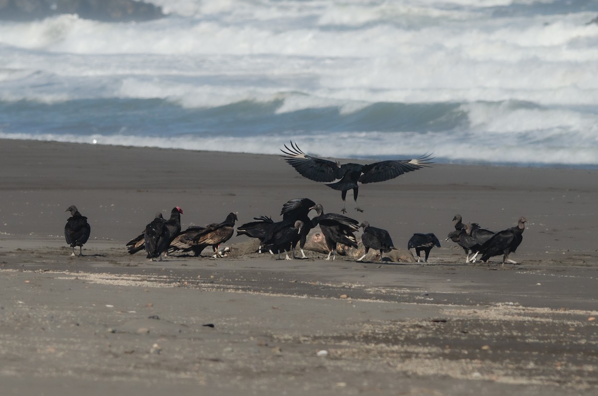 Black Vulture - ML642654323