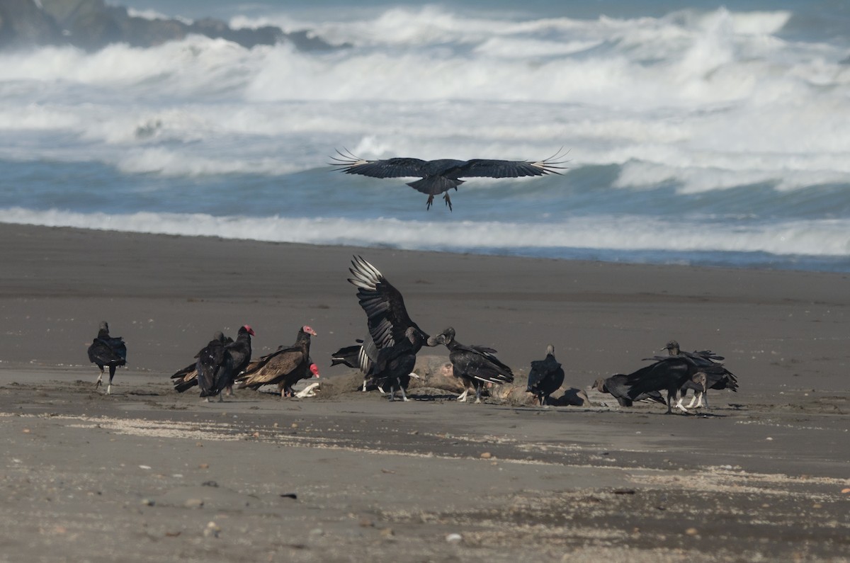 Black Vulture - ML642654324