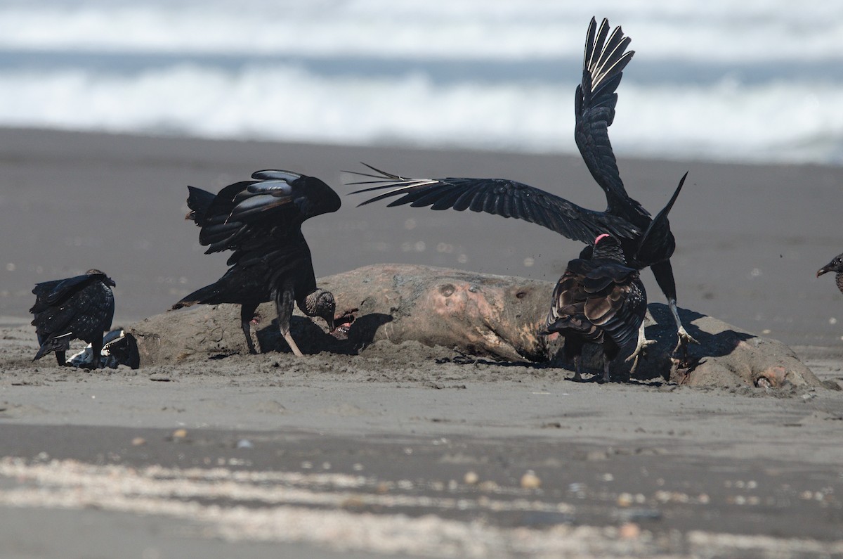 Black Vulture - ML642654326