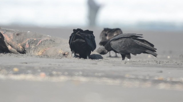 Black Vulture - ML642654328