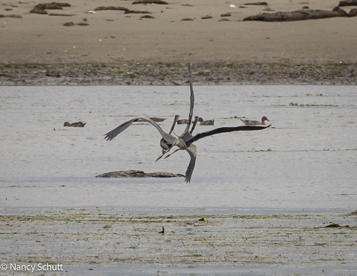 Great Blue Heron - ML642654333