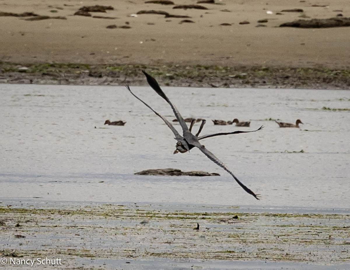 Great Blue Heron - ML642654334