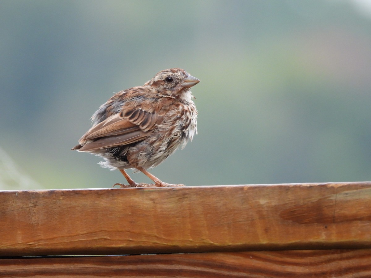 Song Sparrow - ML642654335