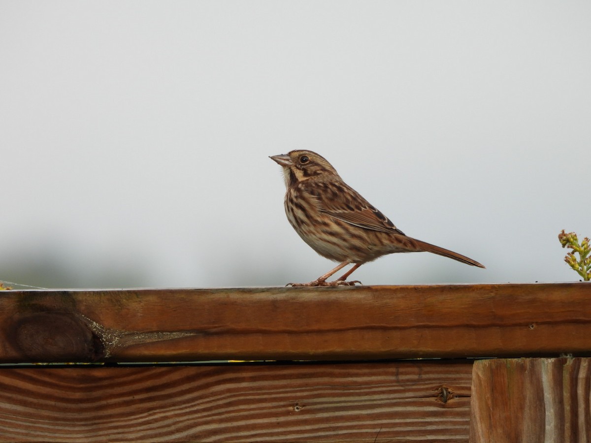 Song Sparrow - ML642654336