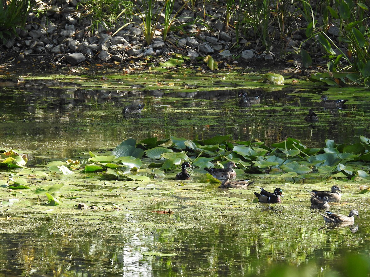 Wood Duck - ML642654355