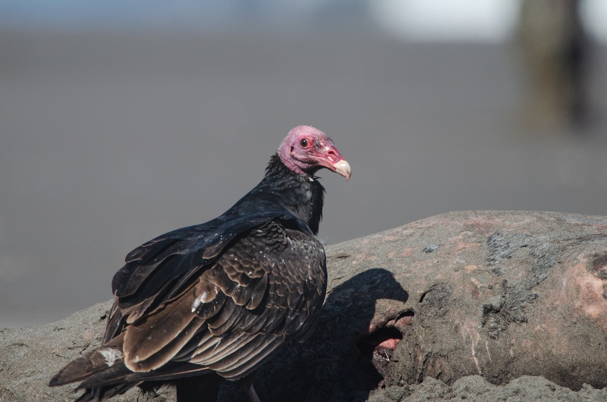 Turkey Vulture - ML642654356