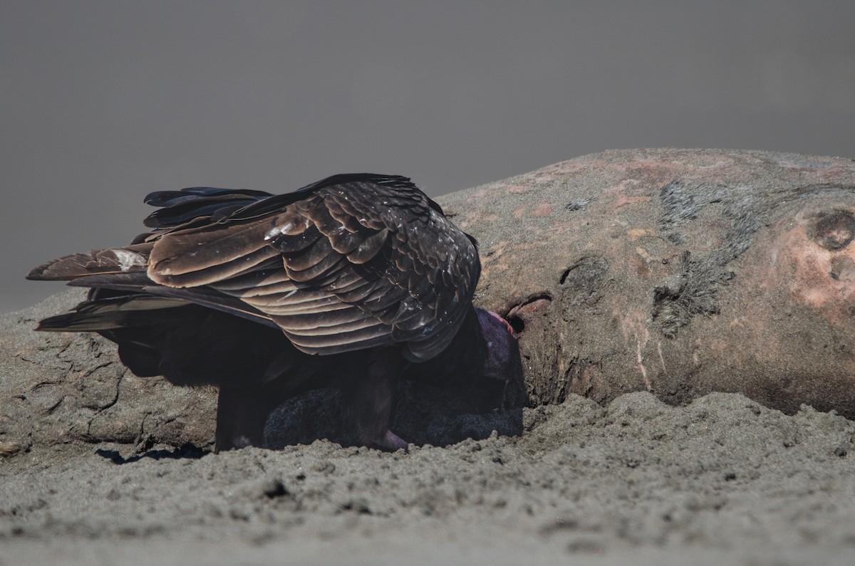Turkey Vulture - ML642654357