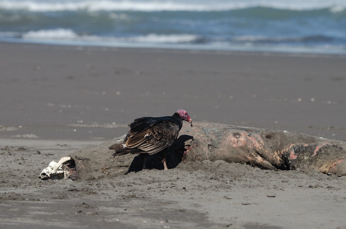 Turkey Vulture - ML642654360