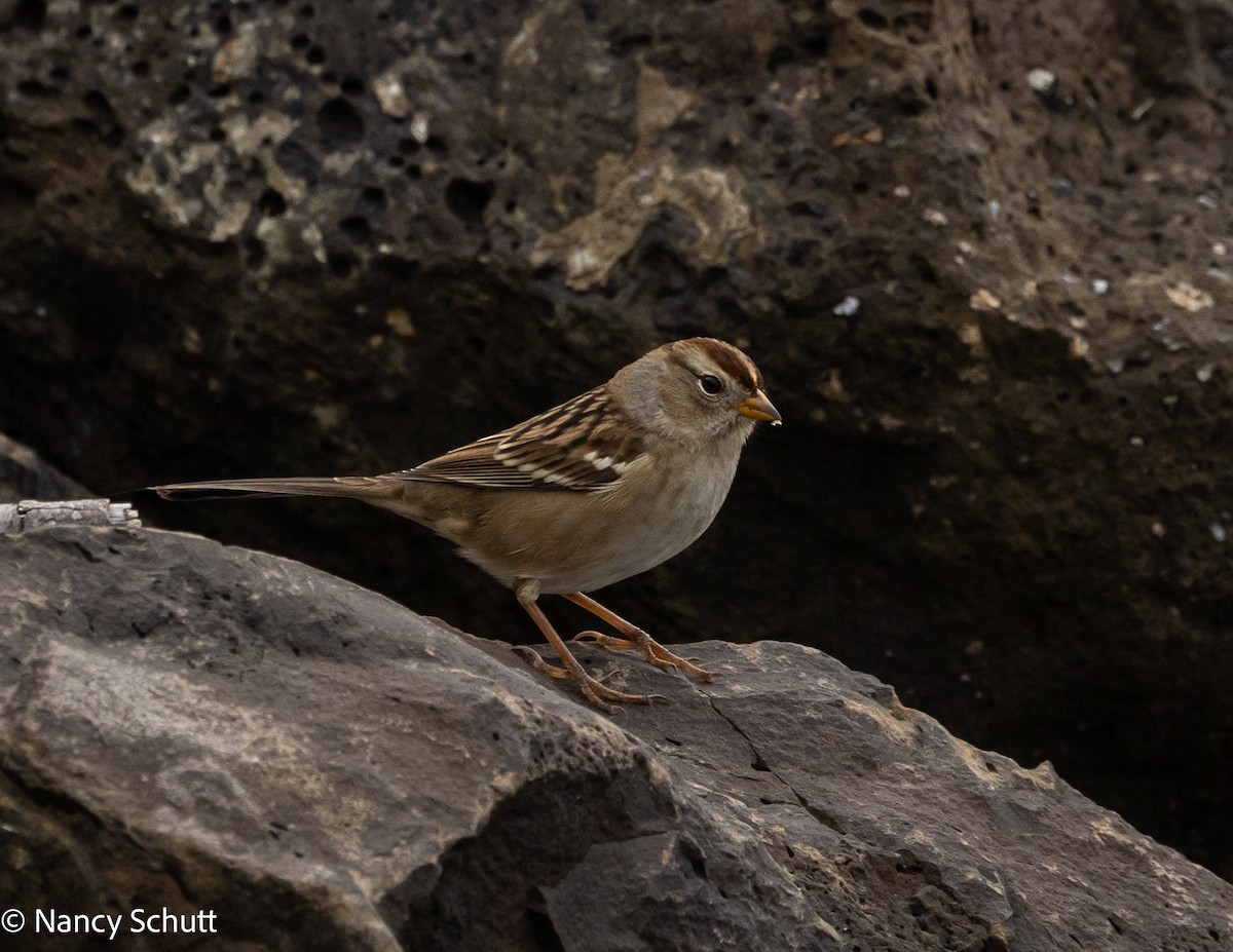 White-crowned Sparrow - ML642654390