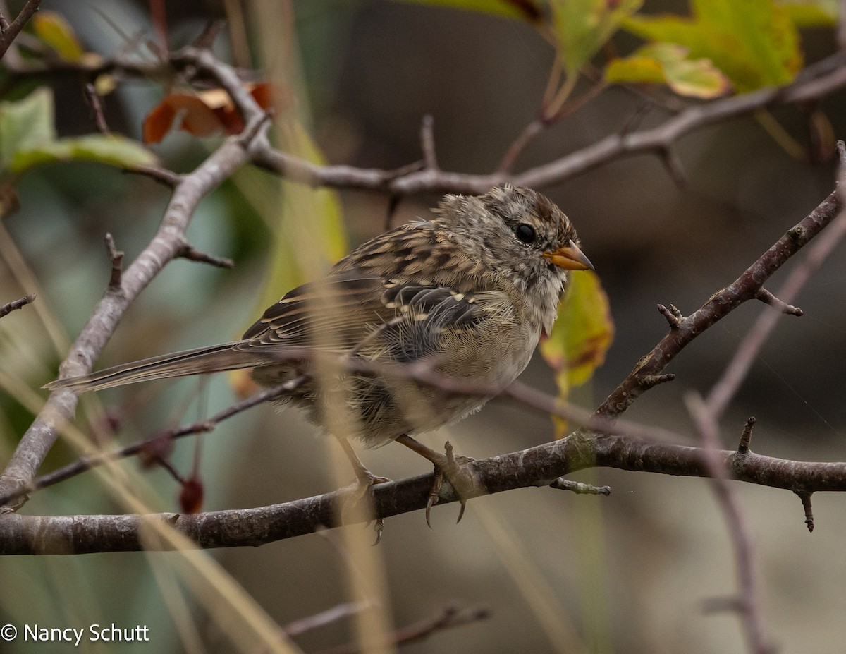 White-crowned Sparrow - ML642654391