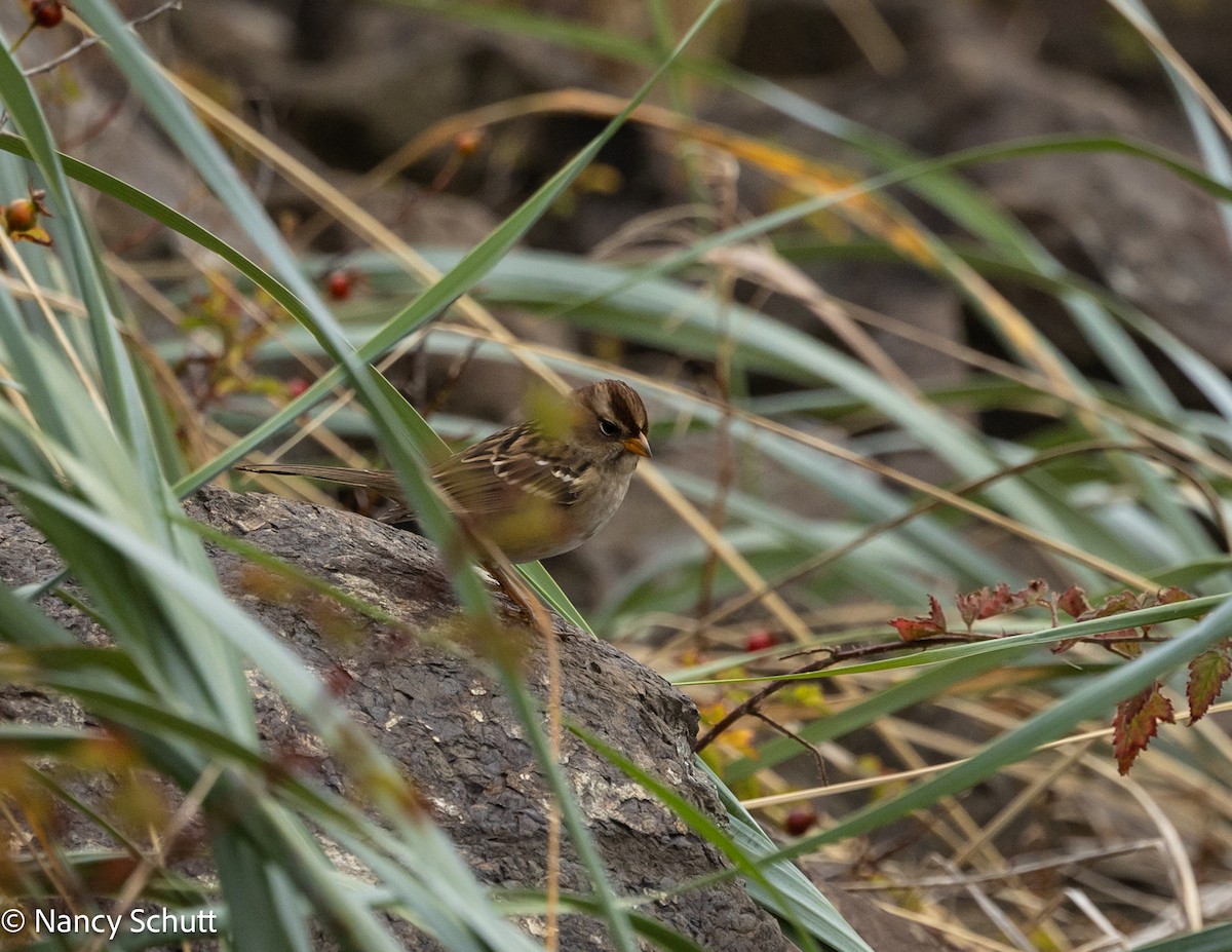 White-crowned Sparrow - ML642654392