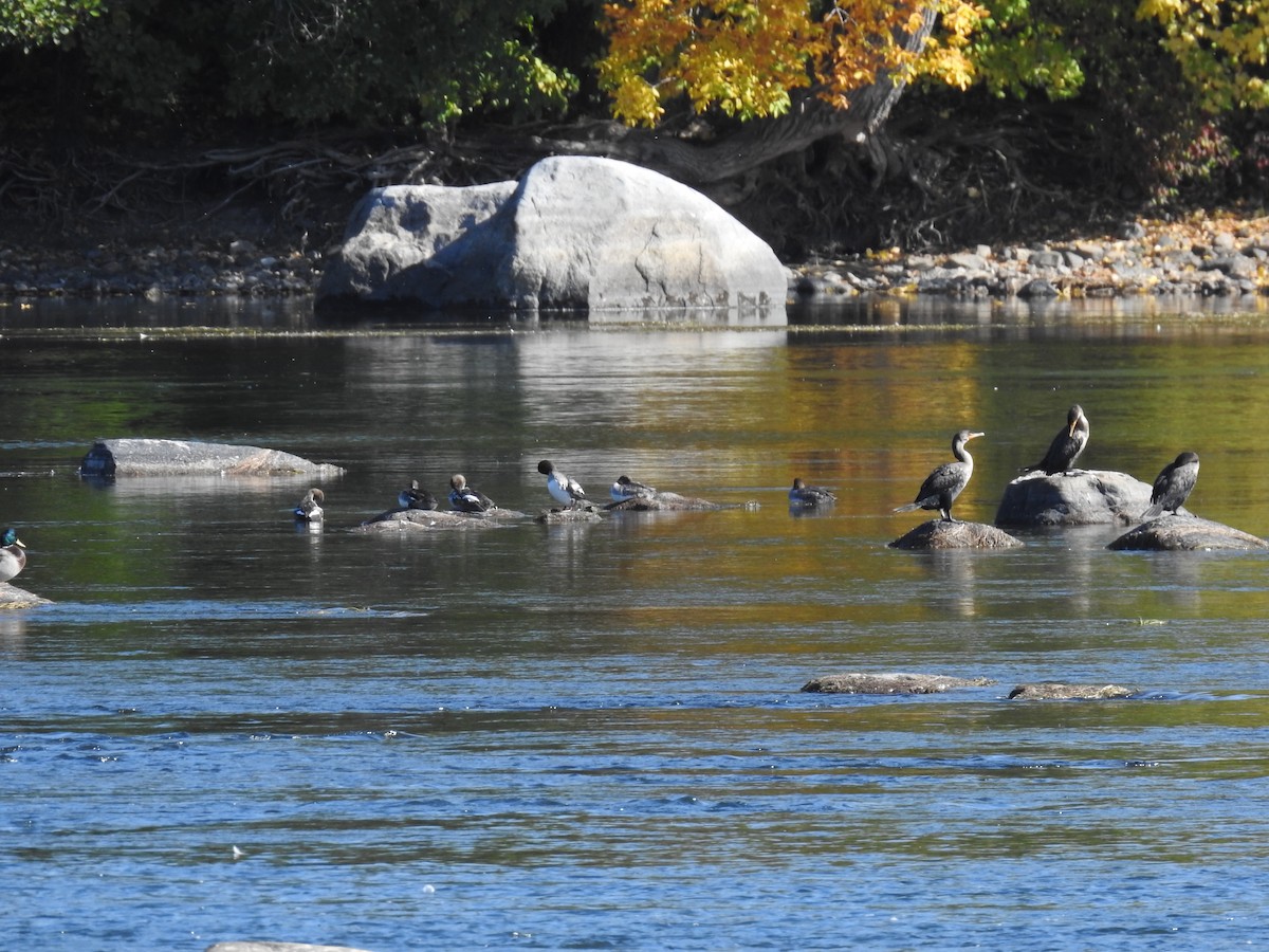 Double-crested Cormorant - ML642654397