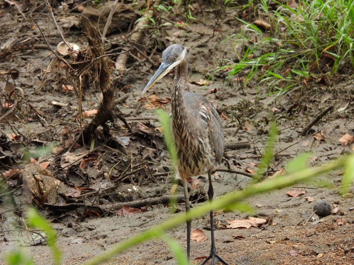 Great Blue Heron - ML642654401