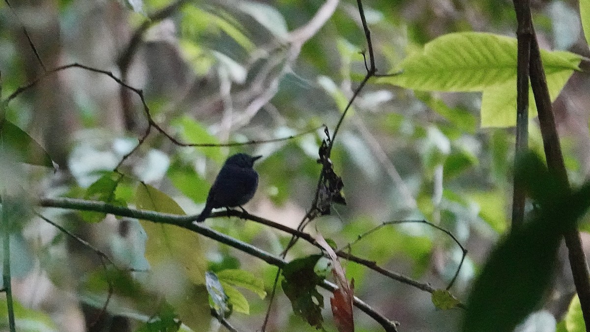 Dusky-throated Antshrike - ML642654405
