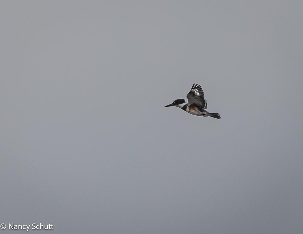 Belted Kingfisher - ML642654408