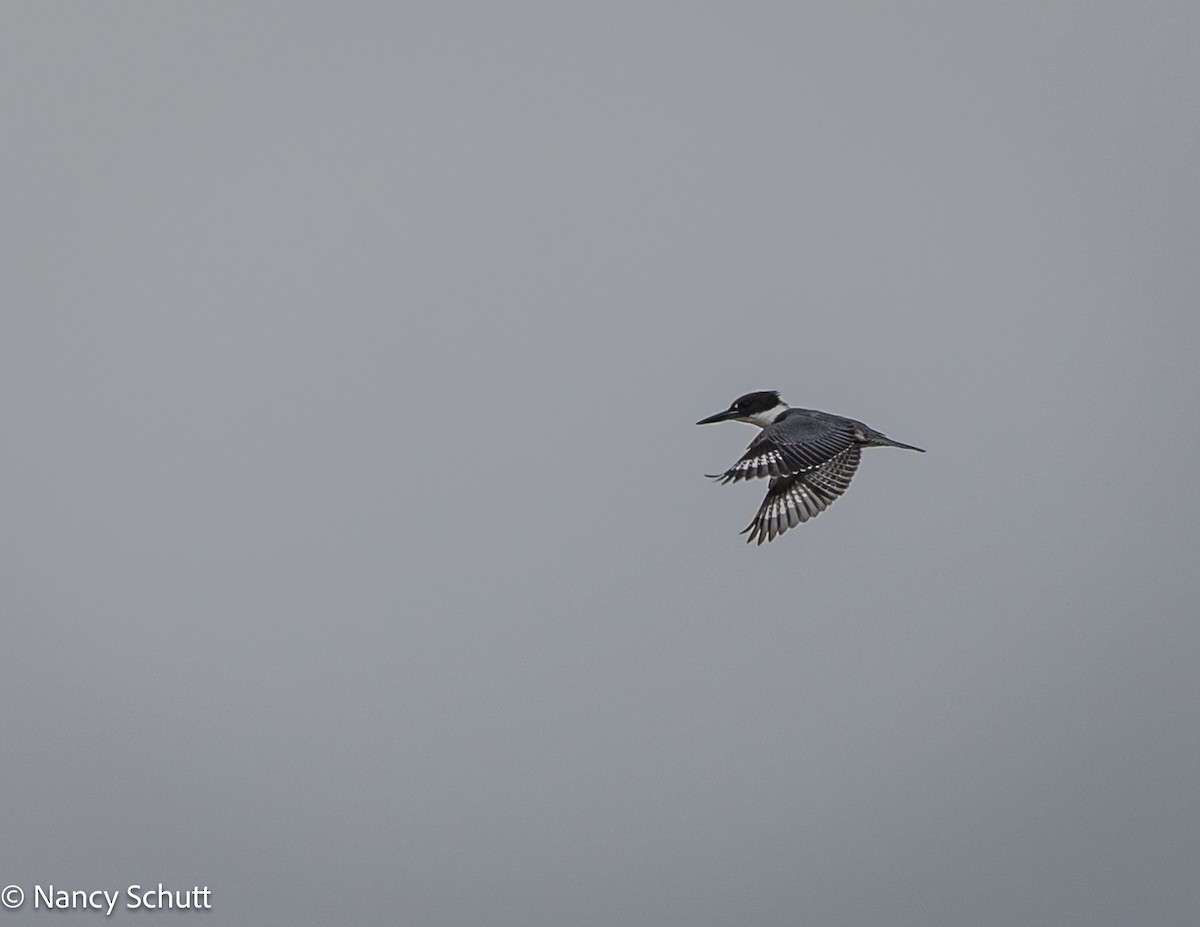 Belted Kingfisher - ML642654409