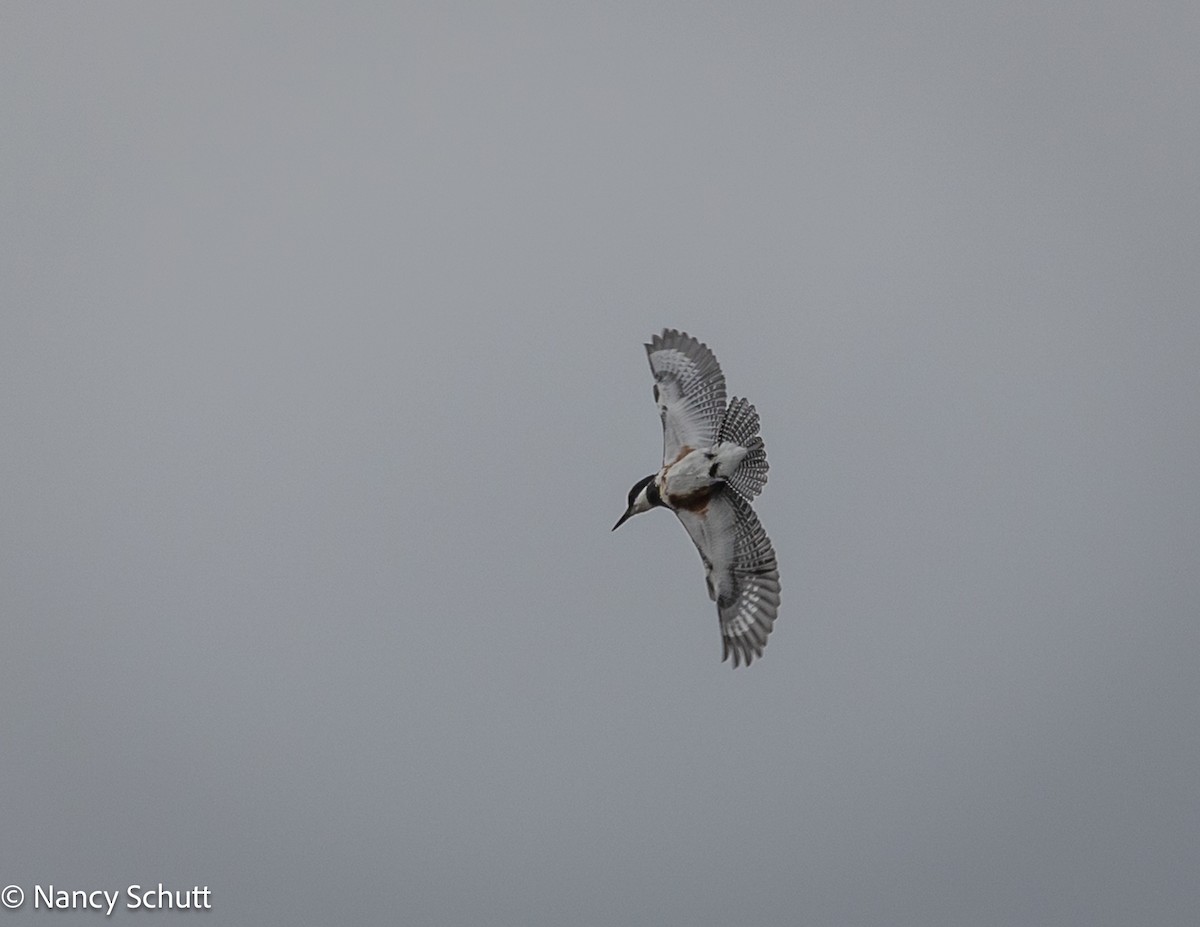Belted Kingfisher - ML642654410