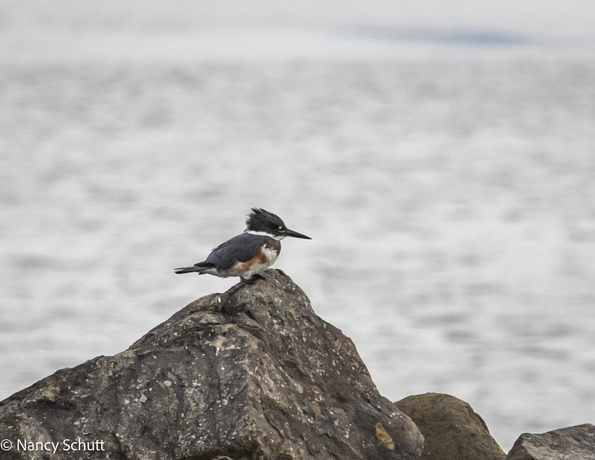Belted Kingfisher - ML642654411