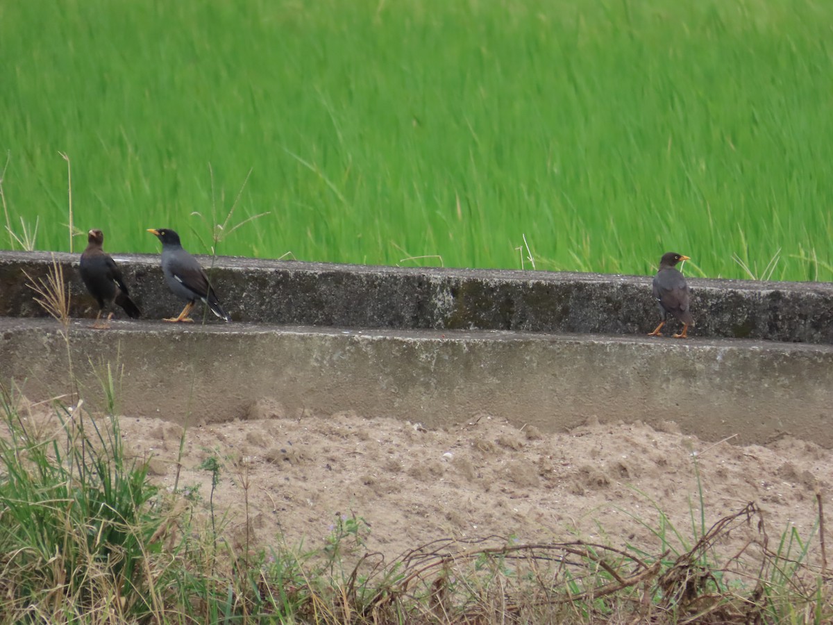 Javan Myna - ML642654416