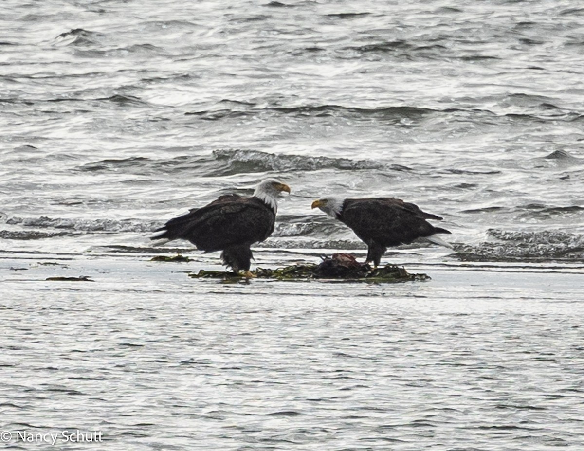 Bald Eagle - ML642654420