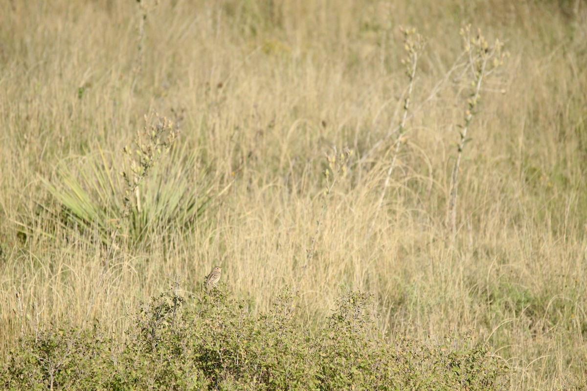 Grasshopper Sparrow - ML642654422