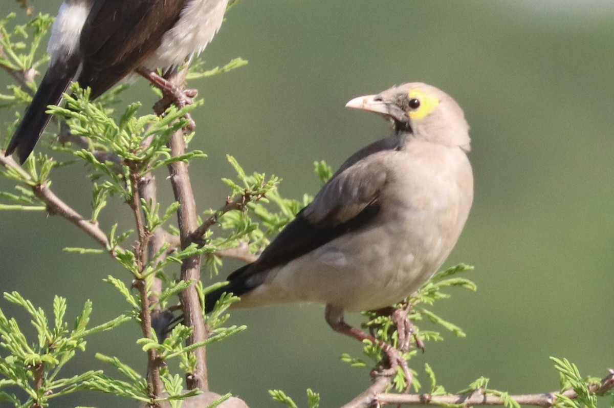 Wattled Starling - ML642654437