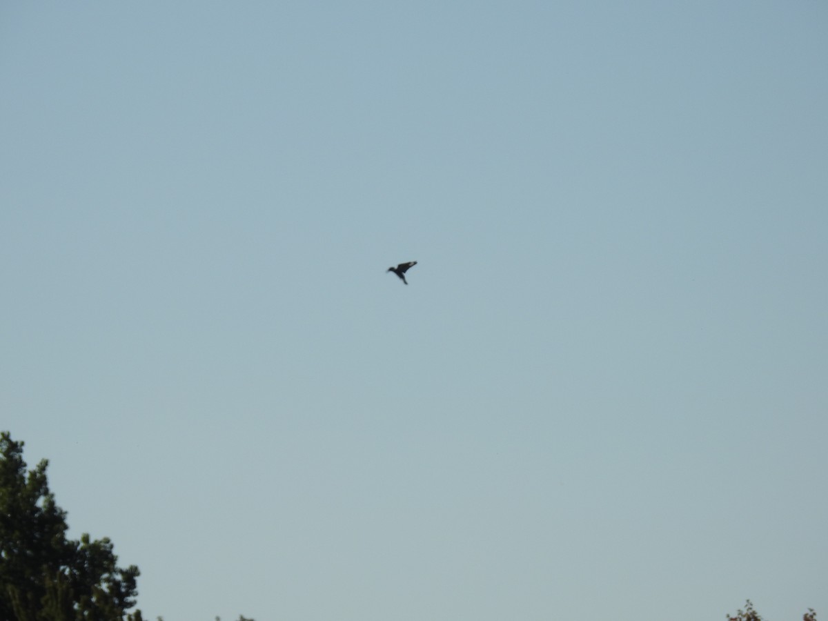 Belted Kingfisher - ML642654443