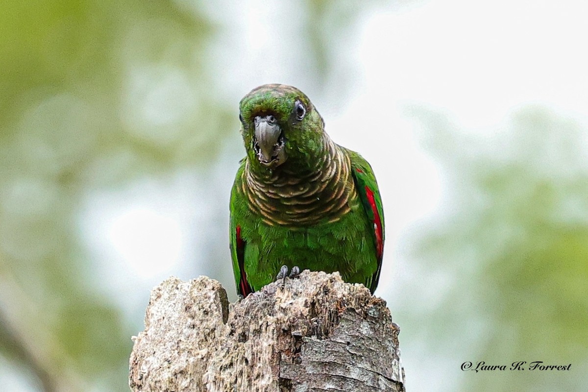 Maroon-tailed Parakeet (Choco) - ML642654445