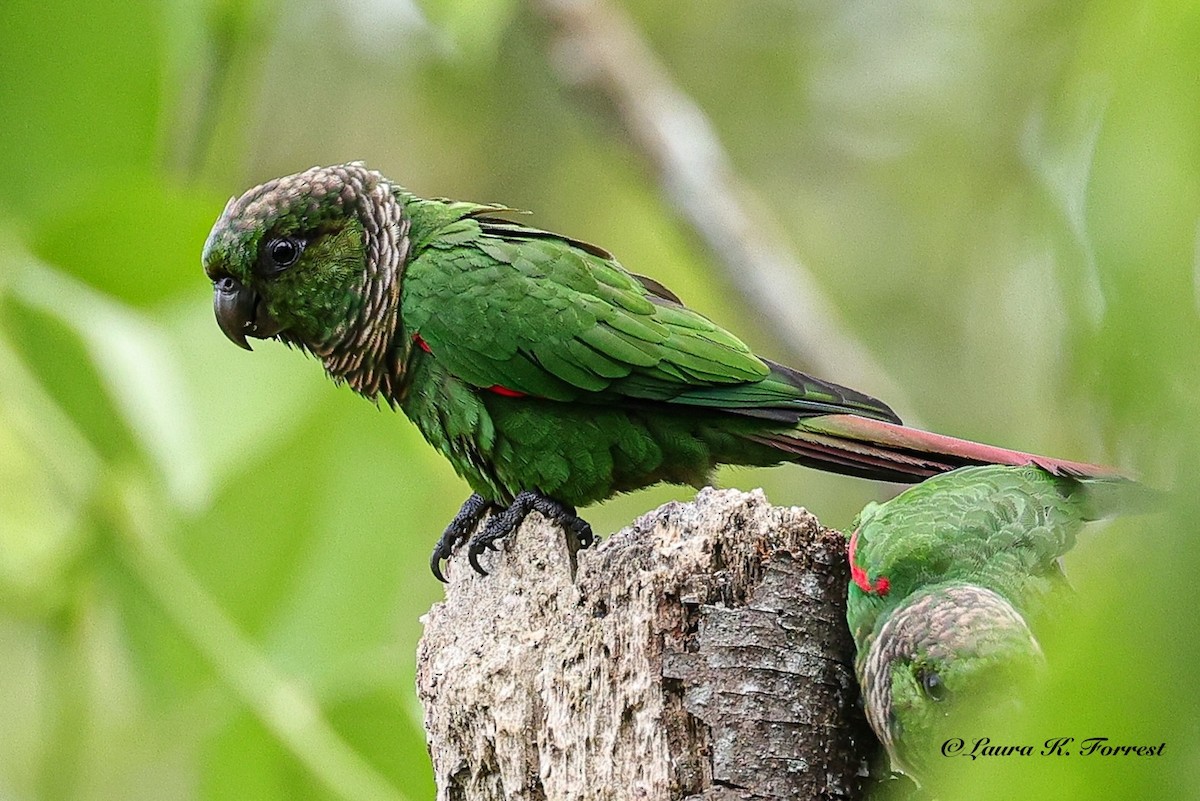 Maroon-tailed Parakeet (Choco) - ML642654446