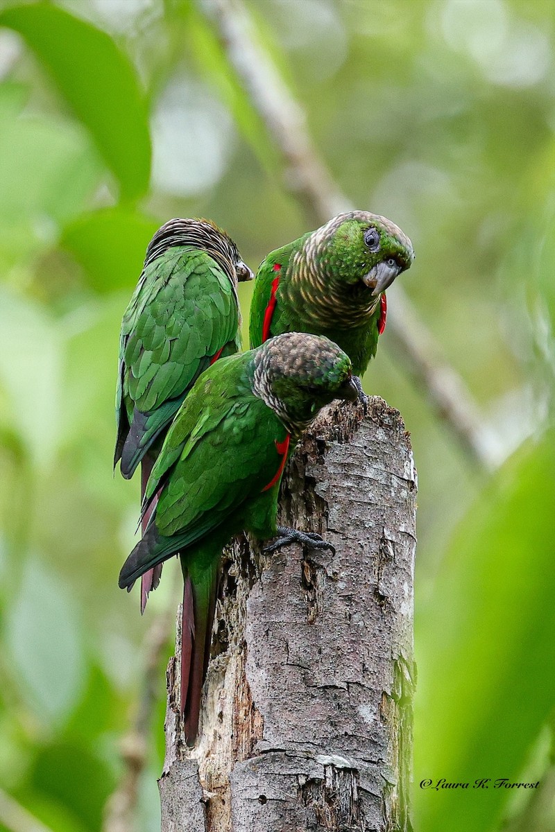 Maroon-tailed Parakeet (Choco) - ML642654447