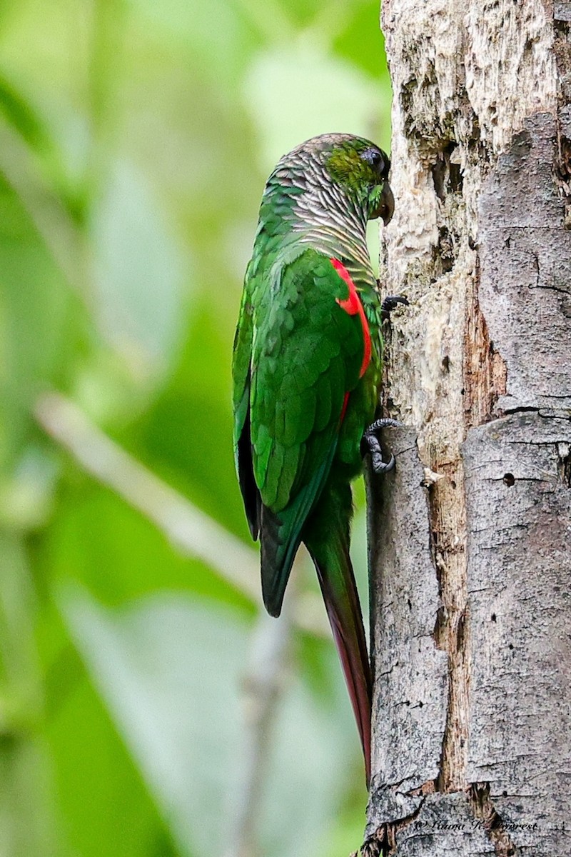 Maroon-tailed Parakeet (Choco) - ML642654448
