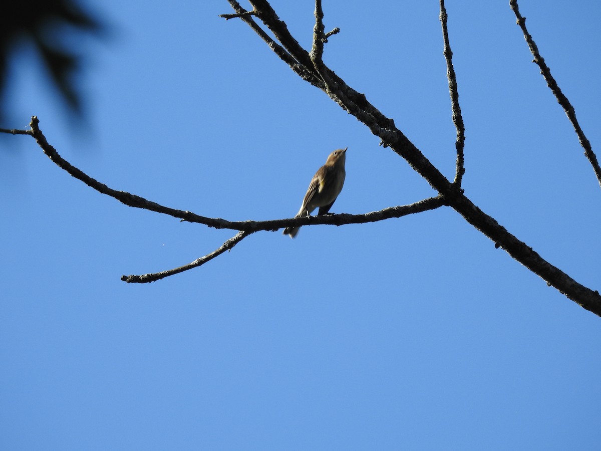 Yellow-rumped Warbler - ML642654450