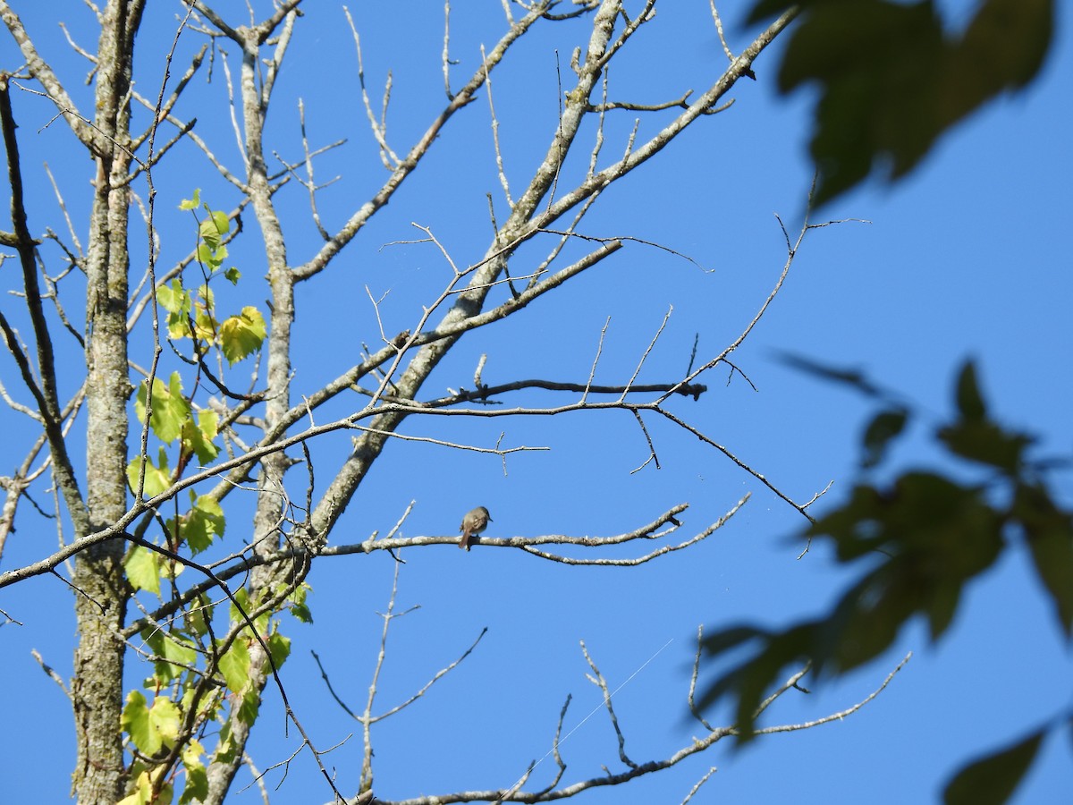 Eastern Wood-Pewee - ML642654462