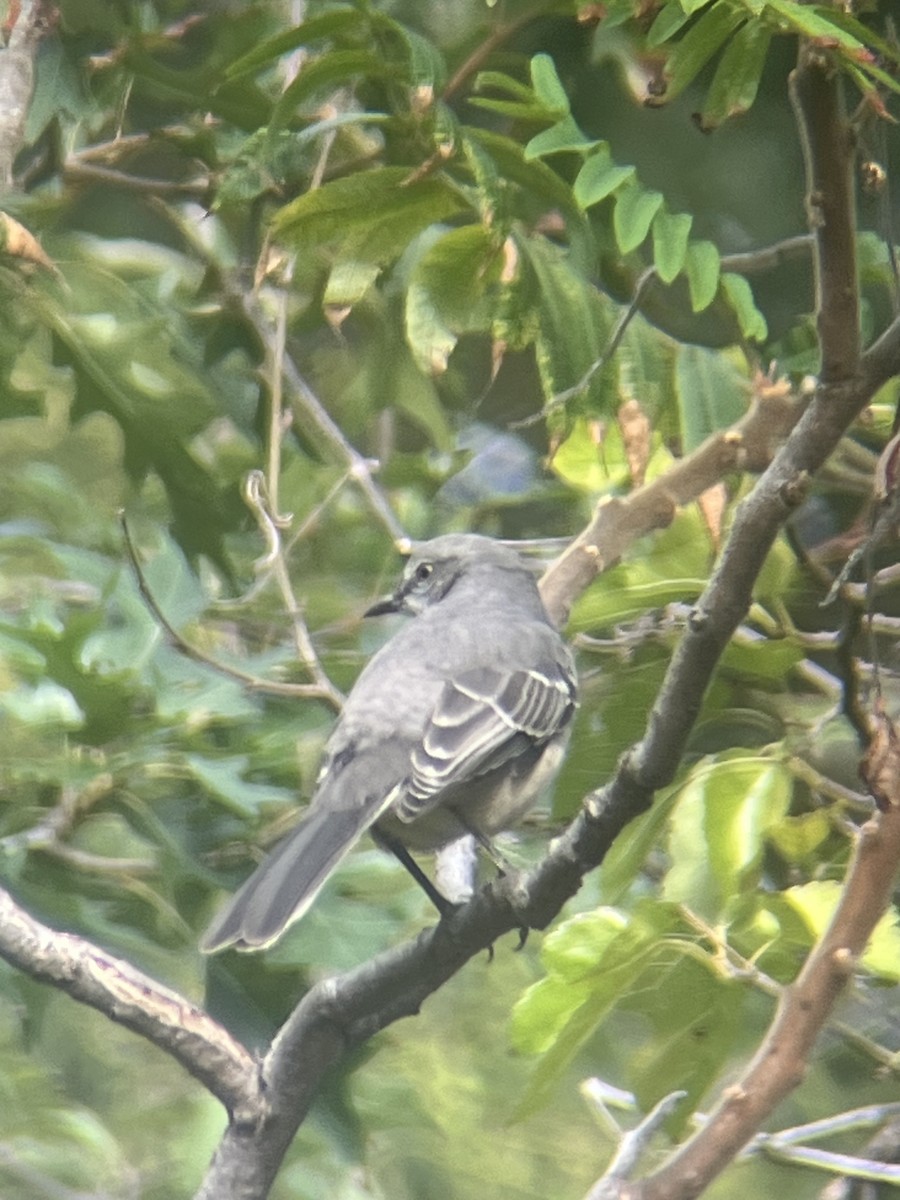 Northern Mockingbird - ML642654469