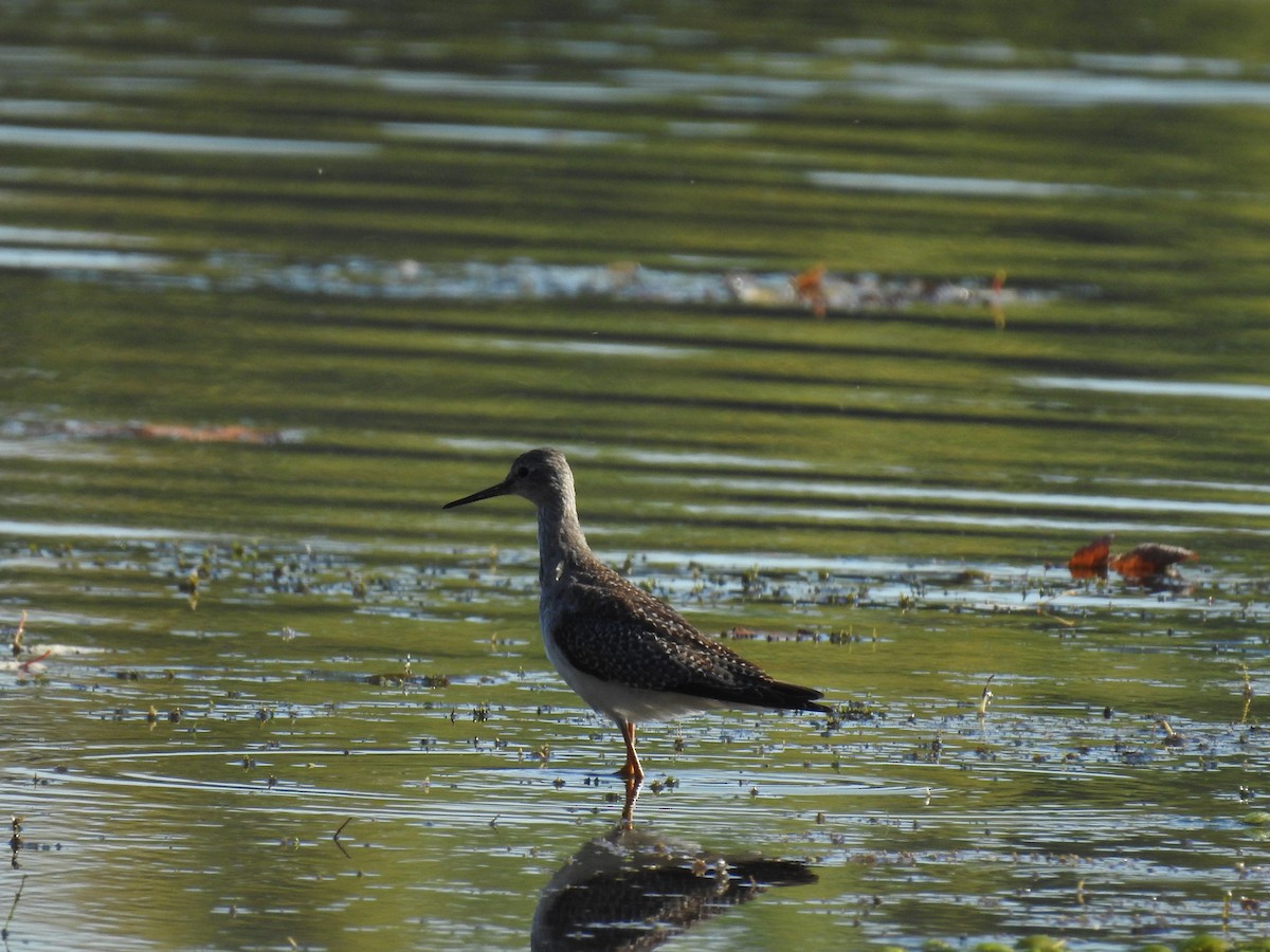 Lesser Yellowlegs - ML642654480