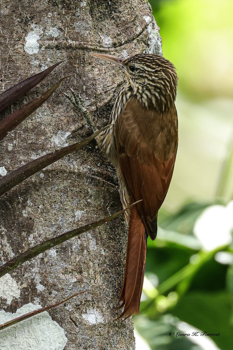 Streak-headed Woodcreeper - ML642654483