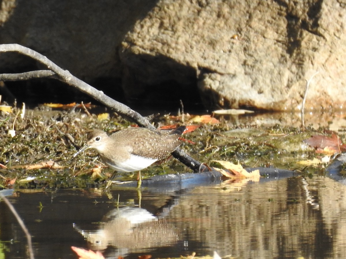 Solitary Sandpiper - ML642654490