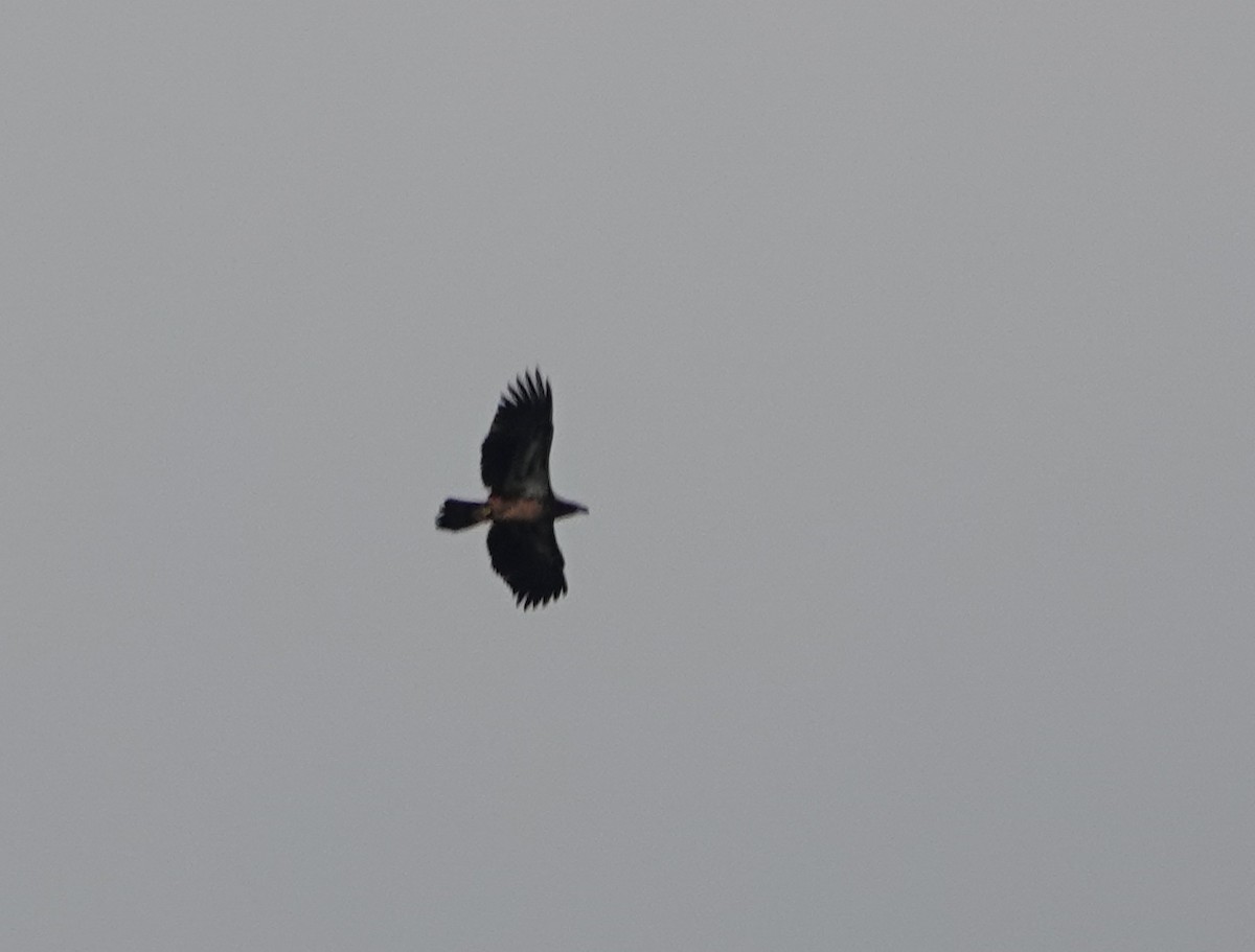 Bald Eagle - ML642654492