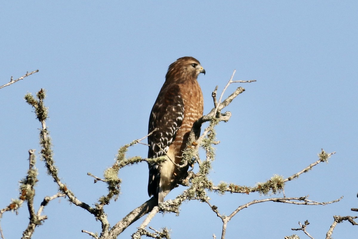 Red-shouldered Hawk - ML642654493