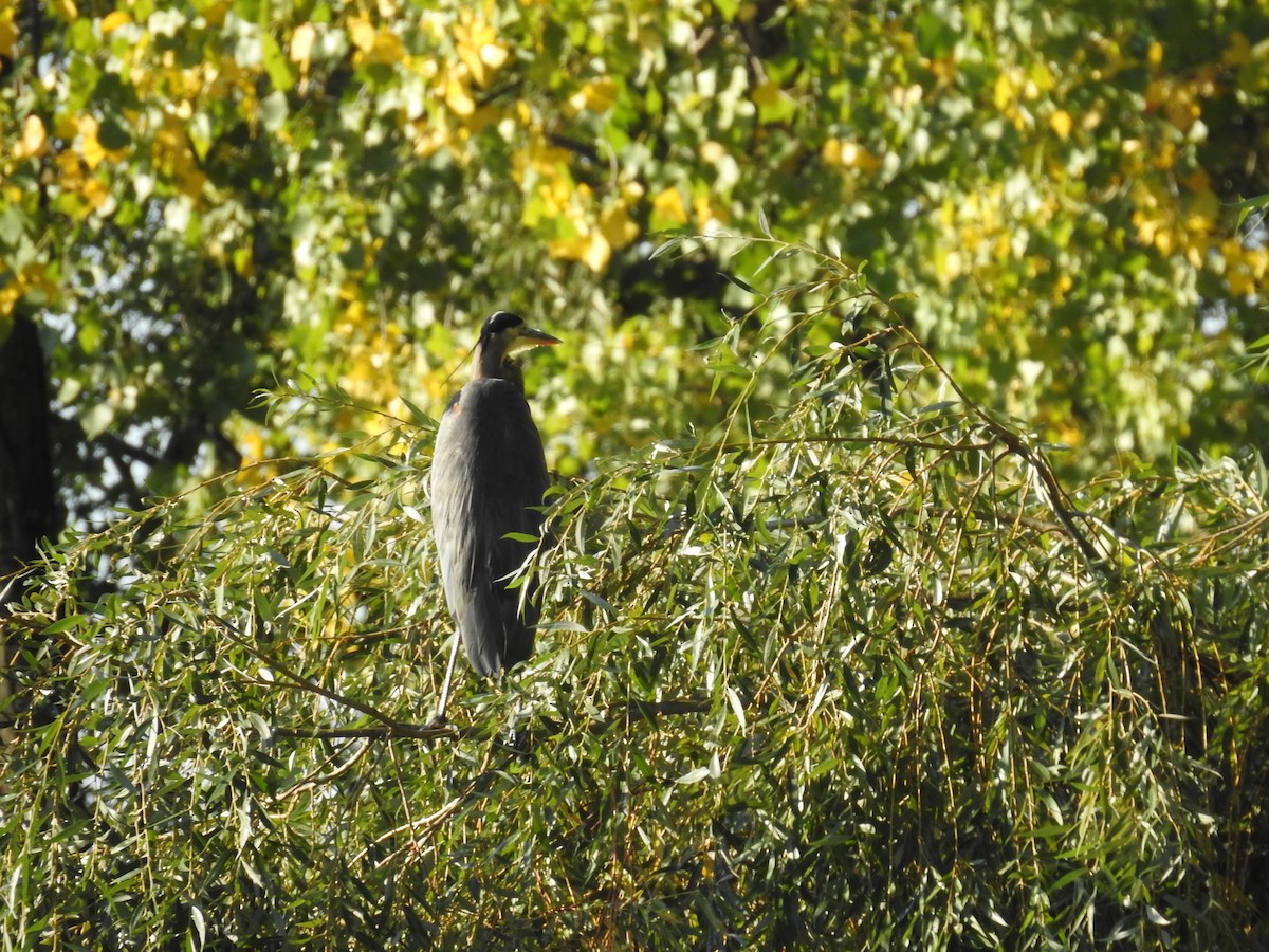 Great Blue Heron - ML642654508