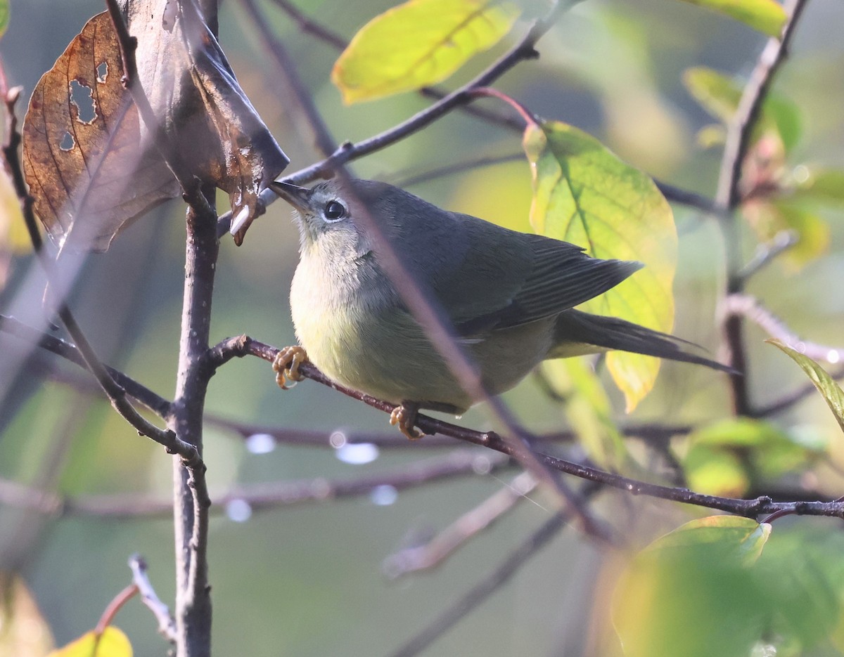 Orange-crowned Warbler - ML642654515