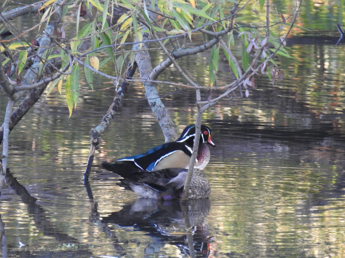 Wood Duck - ML642654516