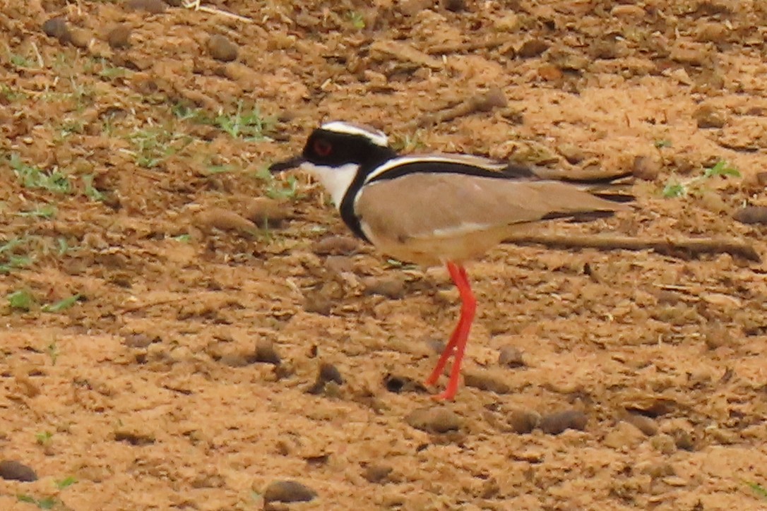 Pied Plover - ML642654517