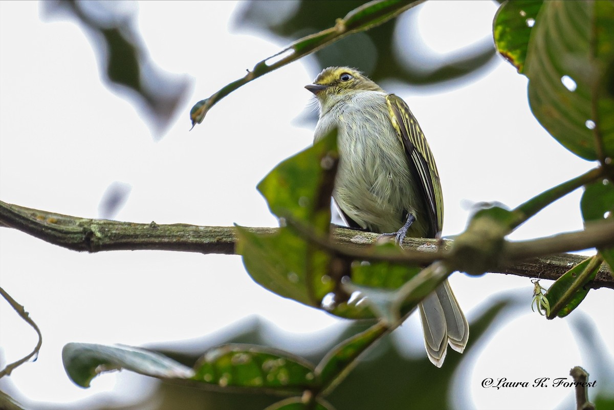 Choco Tyrannulet - ML642654525