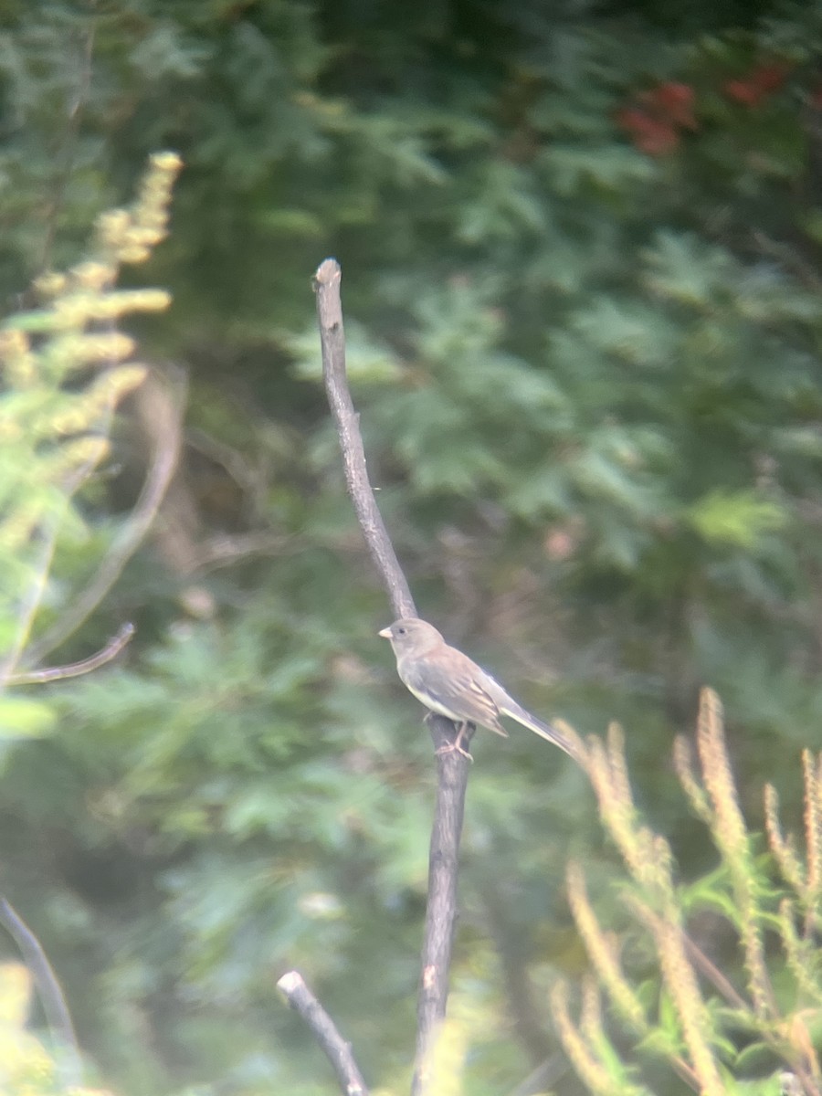 Dark-eyed Junco - ML642654527
