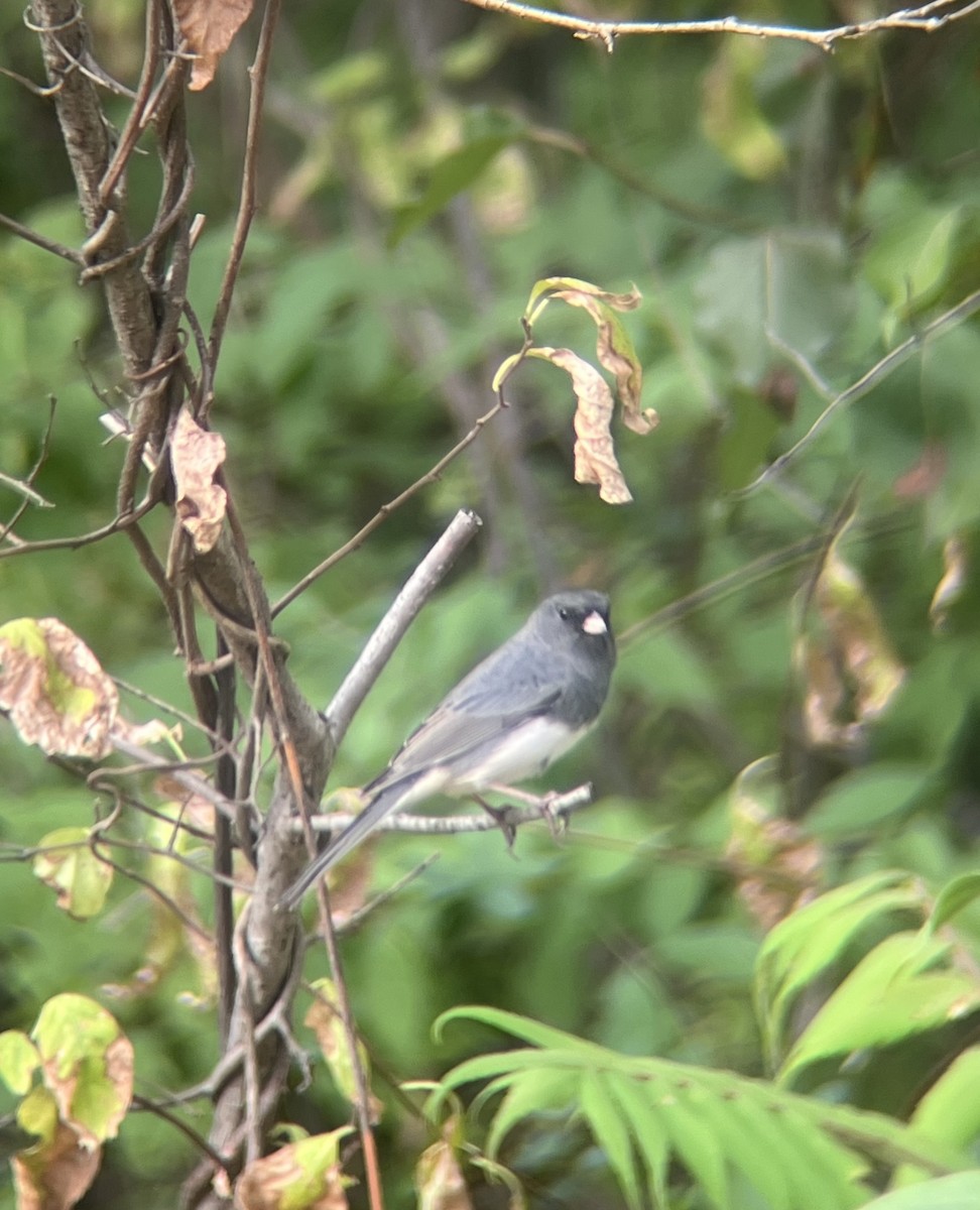 Dark-eyed Junco - ML642654528