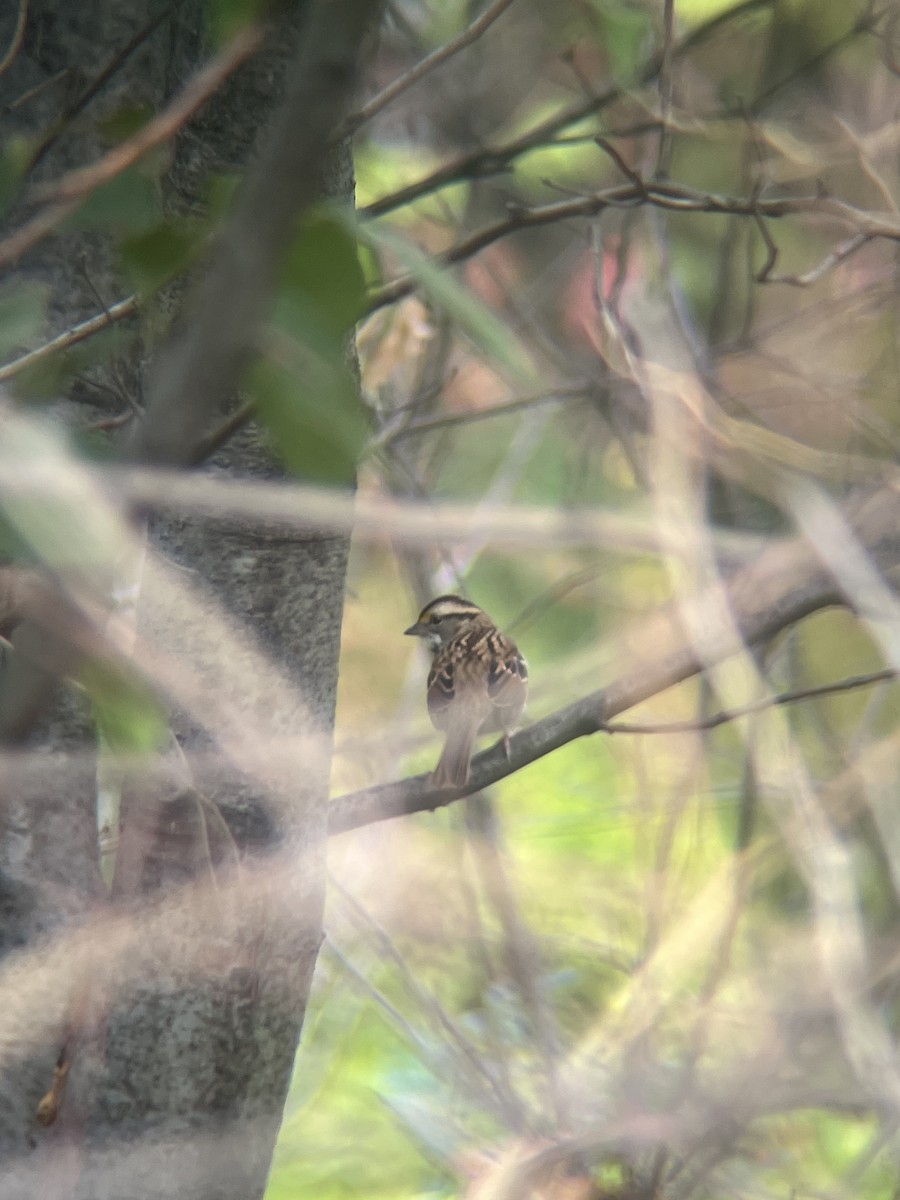 White-throated Sparrow - ML642654547
